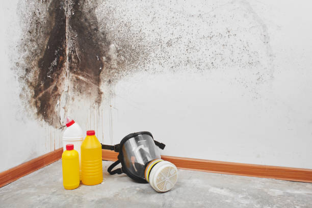 Best Home Mold Removal  in Monterey, CA