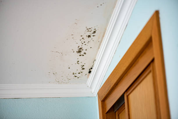 Best Mold Removal Near Me  in Monterey, CA