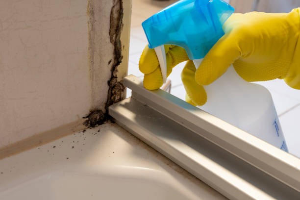 Best Mold Removal Process  in Monterey, CA