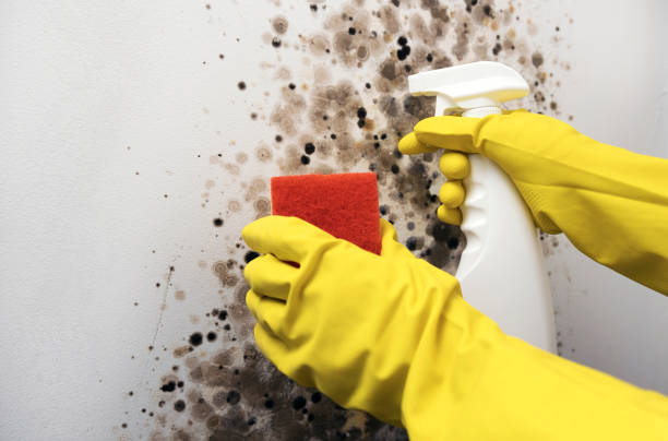 Reliable Monterey, CA Mold Removal Solutions
