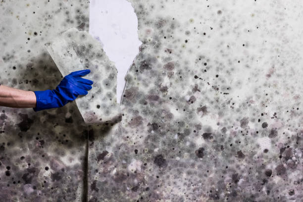 Best Emergency Mold Removal  in Monterey, CA